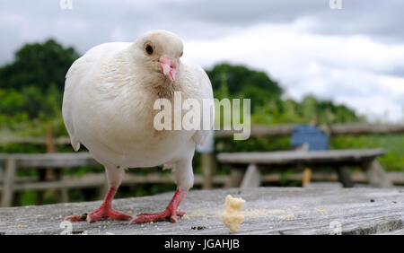 Sussex, Regno Unito. Adulto colomba bianca con becco deformato. Foto Stock