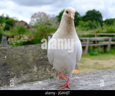 Sussex, Regno Unito. Adulto colomba bianca con becco deformato. Foto Stock