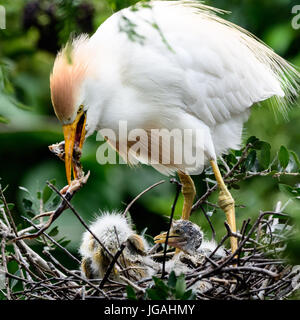 Guardabuoi nel nido Rane di alimentazione per i pulcini in Sant'Agostino ,Florida Farm a coccodrillo Foto Stock