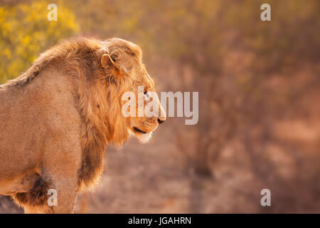 Close up di un maschio di leone in inizio di mattina di sole nel Parco Nazionale di Kruger, Sud Africa. Foto Stock