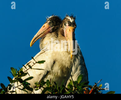 Una coppia di legno immaturi cicogne nel nido, St.Augustine Florida Foto Stock