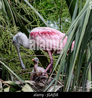 Airone di bestiame nel nido con pulcini Foto Stock