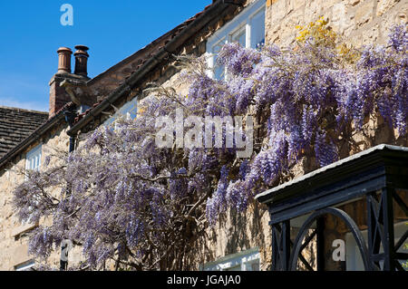 Primo piano di glicine fiori viola fiori sulla parte anteriore di una casa in primavera Inghilterra Regno Unito GB Gran Bretagna Foto Stock