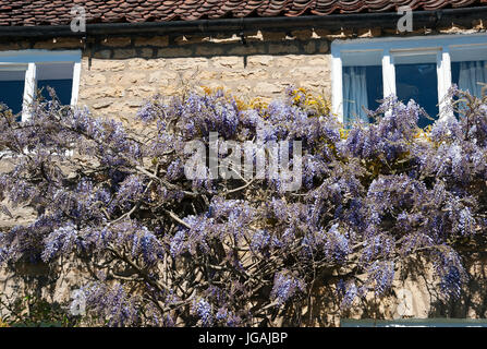 Primo piano di glicine fiori viola fiori sulla parte anteriore di una casa in primavera Inghilterra Regno Unito GB Gran Bretagna Foto Stock