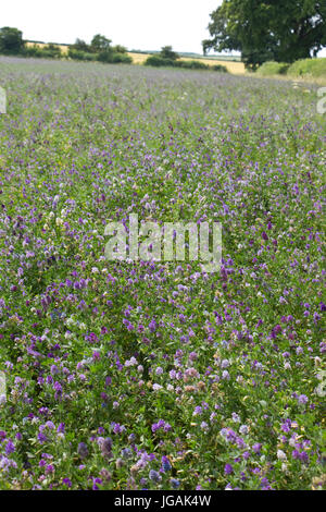 Raccolto di Lucerna / erba medica (Medicago sativa) in fiore. Lincolnshire, England, Regno Unito Foto Stock