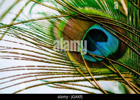 Peacock feather macro closeup su sfondo bianco Foto Stock