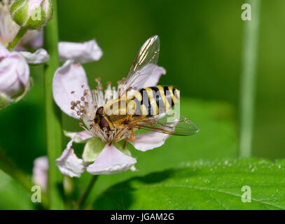 Comune Hoverfly nastrati - Syrphus ribesii su rovo fiore Foto Stock