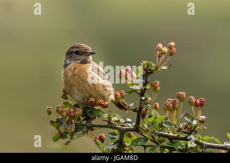 Stonechat su North York Moors Foto Stock