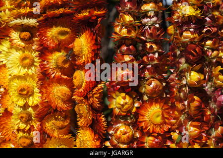 In prossimità della vivace giallo / arancio appeso Everlasting Elicriso fiori di girasole con visita di bee / wasp stallo del mercato Baguio City Filippine. Foto Stock