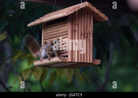 Impertinente scoiattolo rosso su Bird Feeder Foto Stock