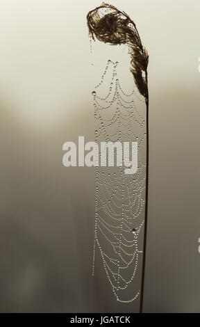 Rugiadoso spider web all'inizio di mattina nebbia in Benton, New Brunswick, Canada. Foto Stock