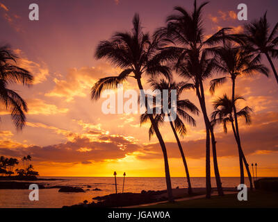 Un bel tramonto e stagliano palme di cocco come visto dalla baia Pauoa presso il Fairmont Orchid, Kohala Coast, Hawaii. Foto Stock