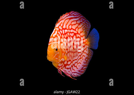 Discus in sfondo nero Foto Stock
