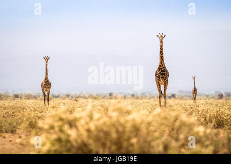 Tre le giraffe camminando sulla savana in Kenya Foto Stock