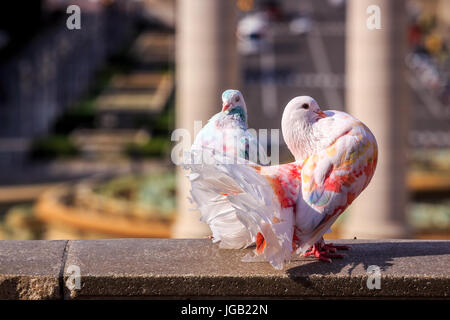 Due piccioni colorati in Plaça Espanya, Barcellona, Spagna Foto Stock