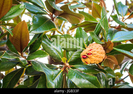 Magnolia grandiflora cono, Barcellona, Spainn Foto Stock
