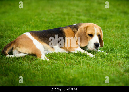 Un cane beagle sdraiati su un prato verde. Foto Stock