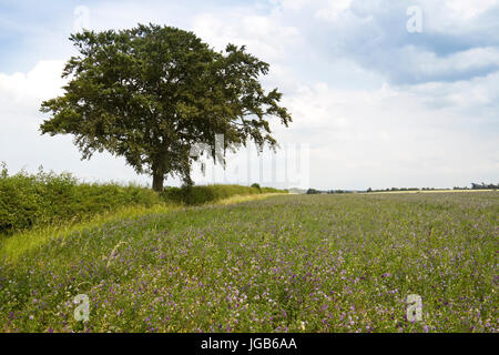 Raccolto di Lucerna / erba medica (Medicago sativa) in fiore. Lincolnshire, England, Regno Unito Foto Stock