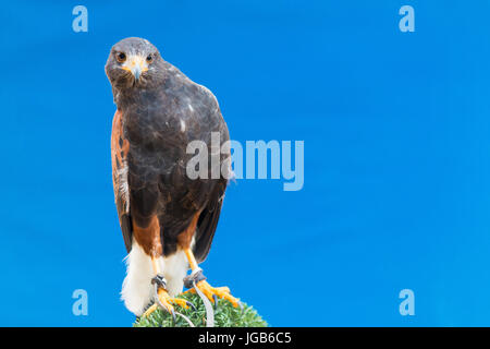 La Harris hawk, bay-winged hawk o dusky hawk su sfondo blu Foto Stock