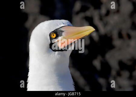 Nazca booby (sula granti) ritratto, Punta Suarez, Espanola, isole Galapagos Foto Stock
