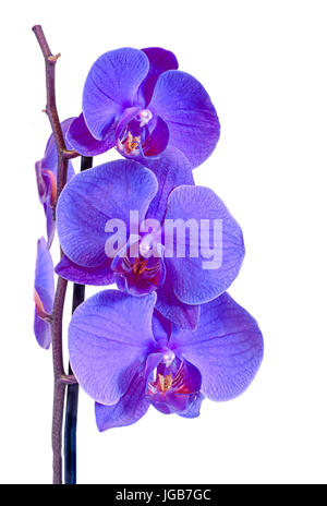 Ramo di malva fiori di orchidea, Orchidaceae, Phalaenopsis noto come la falena Orchid, abbreviato Phal. Vaso marrone. Isolato su sfondo bianco. Foto Stock