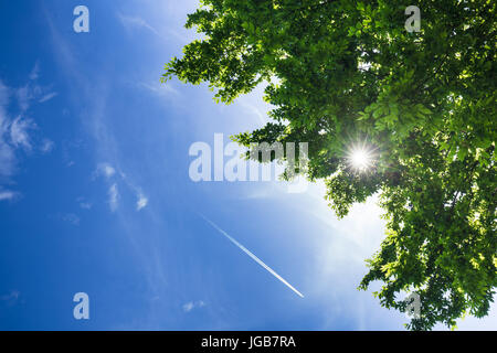 Sole che splende attraverso treetop. Foto Stock