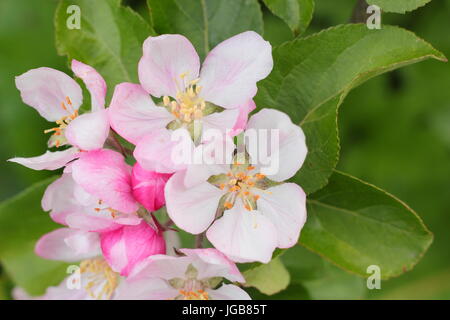 Malus domestica 'Fillingham Pippin','Apple Blossom in piena fioritura in un inglese un frutteto a inizio estate (maggio), Regno Unito Foto Stock