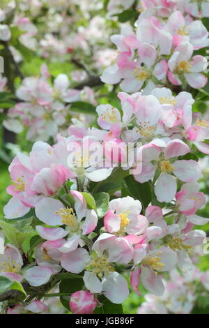 Malus " Yorkshire aromatic','Apple Blossom in piena fioritura in un tradizionale inglese orchard a inizio estate (maggio), Regno Unito Foto Stock