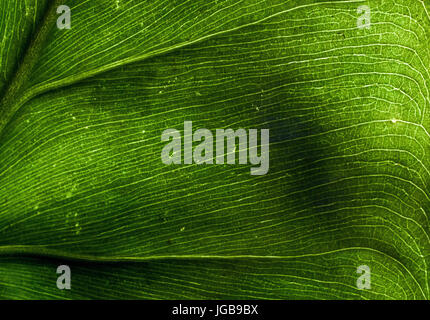 Foglia testurizzata macro closeup, retroilluminato, colore verde intenso, con modelli e dettagli Foto Stock