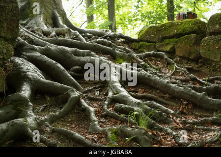 Le Parc de l'Orangerie, Strasburgo, Francia - Parc de l'Orangerie, Strasburgo, Francia Foto Stock