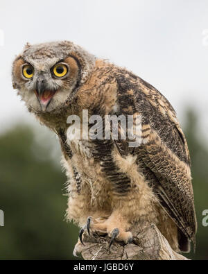 I capretti grande gufo cornuto Foto Stock