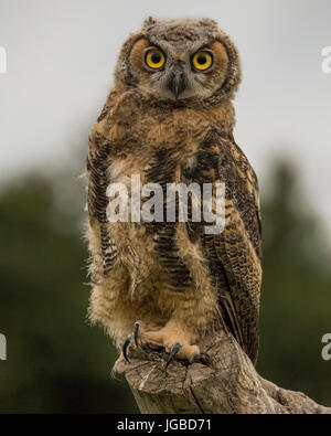 I capretti grande gufo cornuto Foto Stock