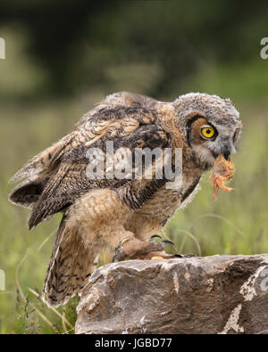 I capretti grande gufo cornuto Foto Stock