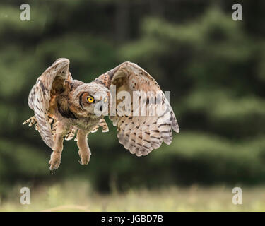 I capretti grande gufo cornuto Foto Stock