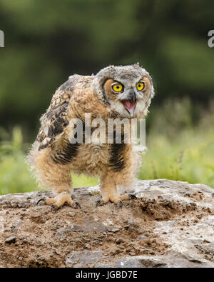 I capretti grande gufo cornuto Foto Stock