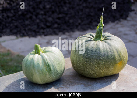 Due round zucchine raccolte nel giardino e pronti per la cottura Foto Stock