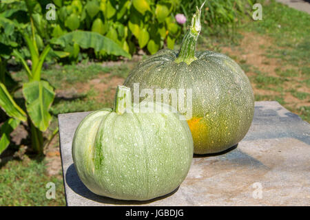 Due round zucchine raccolte nel giardino e pronti per la cottura Foto Stock