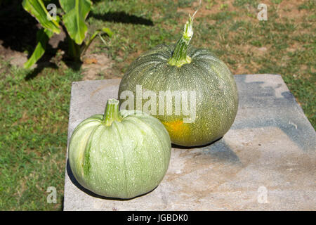 Due round zucchine raccolte nel giardino e pronti per la cottura Foto Stock