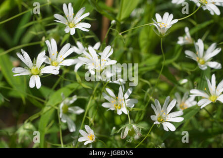 Comune fiori starwort closeup chot messa a fuoco locale Foto Stock