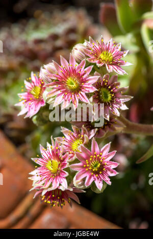 Sempervivum gallina e pulcini Houseleeks piante succulente in fiore Foto Stock