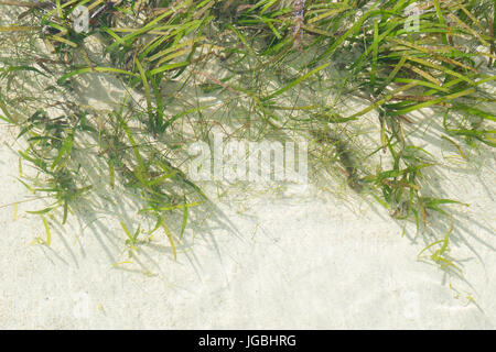 Alga verde sulla sabbia subacquei con la luce del sole in Nusa Lembongan, Bali, Indonesia Foto Stock