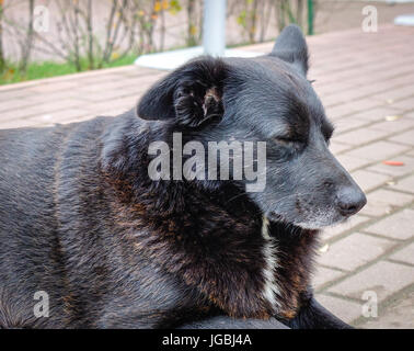 Cane nero che giace sulla strada di pietra nel villaggio di Suzdal e Vladimir, Russia. Chiuso. Foto Stock