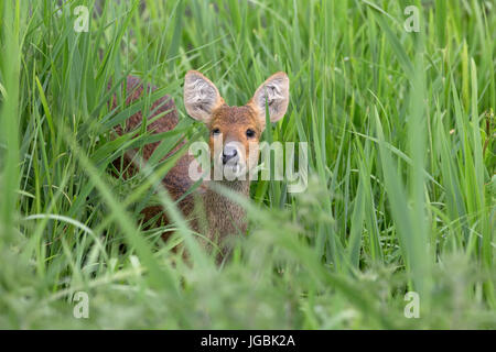 Acqua cinese Deer (Hydropotes inermis) Foto Stock