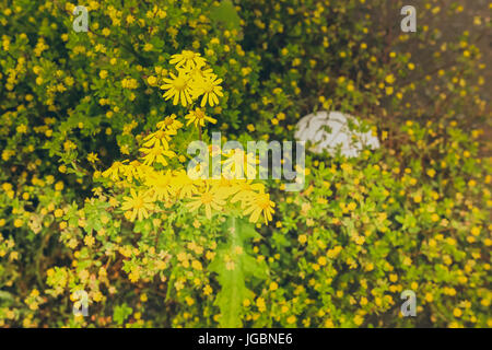 Un cluster di wild fiori verdi. Foto Stock