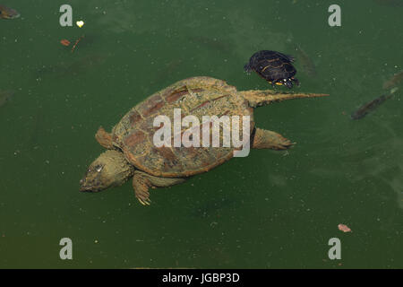 Scattare la tartaruga, Chelydra serpentina, e dipinto di turtle Chrysemys picta alimentazione sulle alghe sullo scatto della tartaruga indietro, Maryland Foto Stock