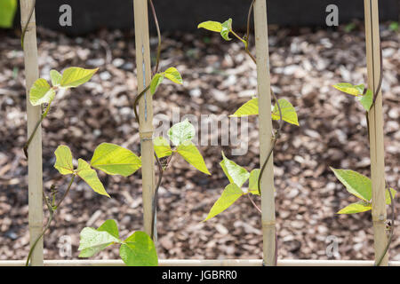 Phaseolus coccineus. Runner Bean "vincitore" le piante crescono canne di bambù in un orto. Regno Unito Foto Stock