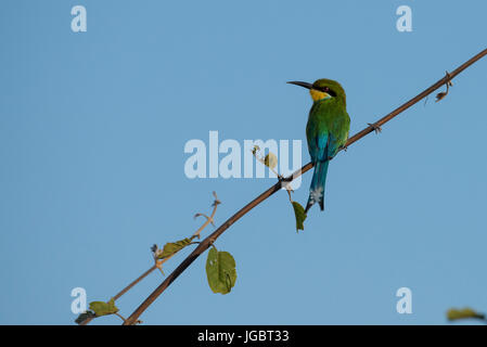 Zambia Sud Luangwa National Park. Lone Swallow-tailed Gruccione (Merops hirundineus) appollaiato sul ramo di albero. Passerine uccello del Gruccione famiglia Foto Stock