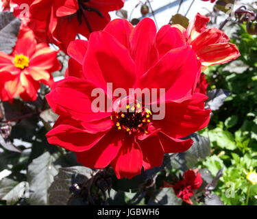 Dahlia Vescovo di Llandaff Foto Stock