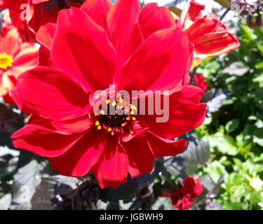 Dahlia Vescovo di Llandaff Foto Stock