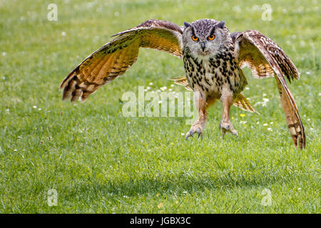 Unione gufo reale dancing Foto Stock